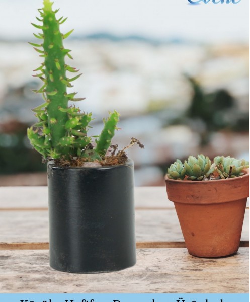 Mini Çiçek Saksı Küçük Sukulent Siyah Kaktüs Saksısı 3lü Set Düz Yuvarlak Model